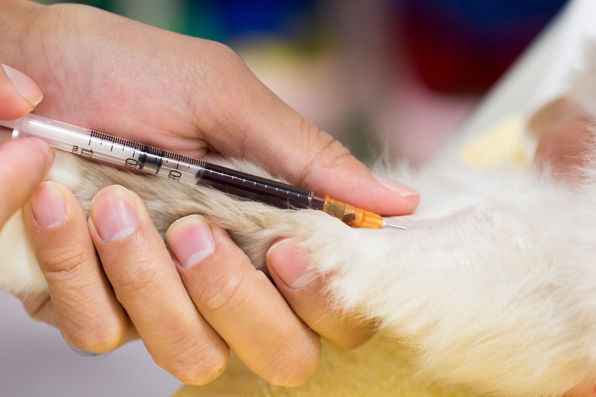 Veterinarian Drawing Blood